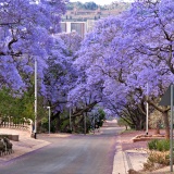 pretoria-arbres-fleuris-violet-jacaranda