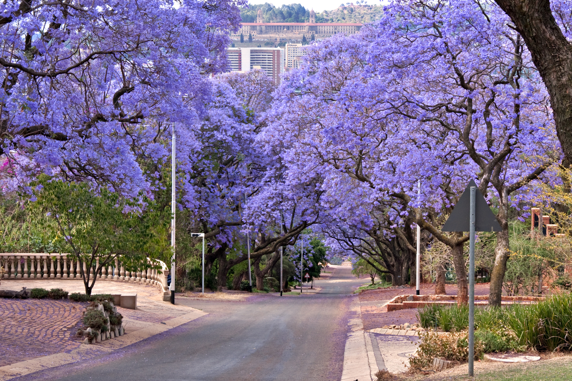 pretoria-arbres-fleuris-violet-jacaranda