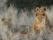 lions-safari-kruger