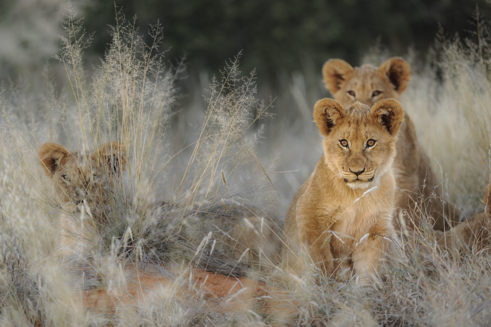 lions-safari-kruger