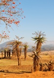 paysage-swaziland-savane-maison-traditionnelle-zoulou