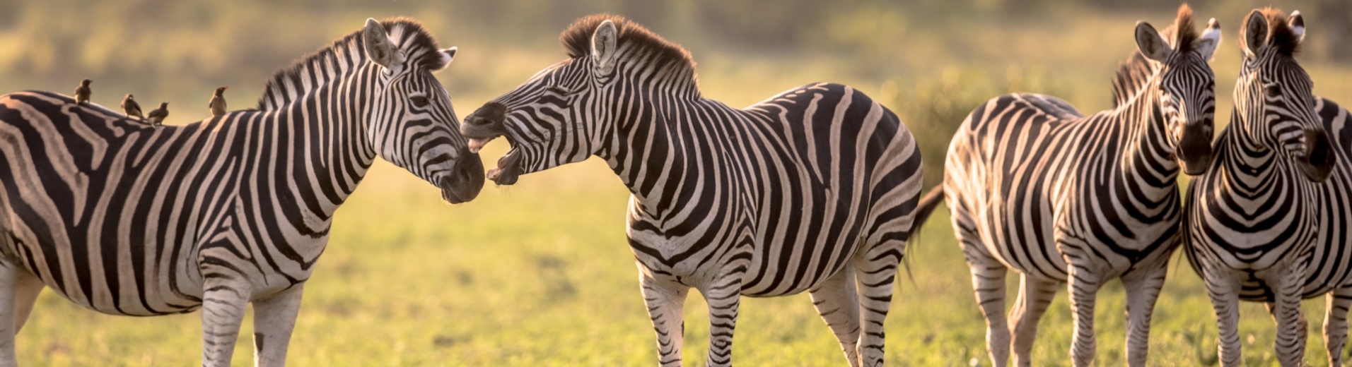 savane-kruger-zebres