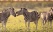 savane-kruger-zebres