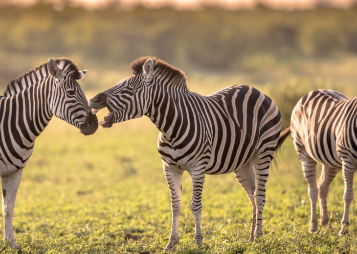 savane-kruger-zebres