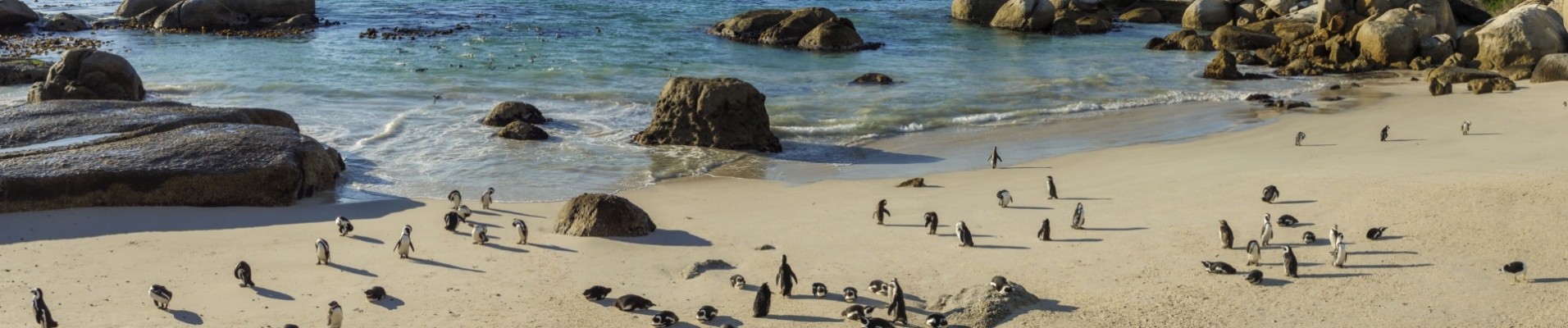 Le-cap- paysage-plage-pingouin