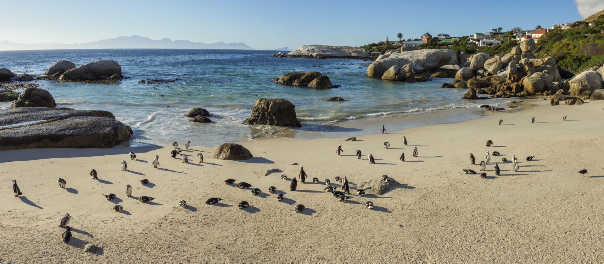 Le-cap- paysage-plage-pingouin