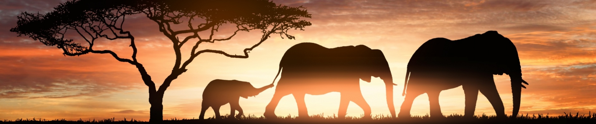 pysage-savane-safari-famille-elephants-reflet-lac-coucher-du-soleil