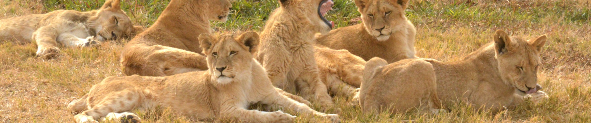 lions-famille-savane-safari-afrique-du-sud