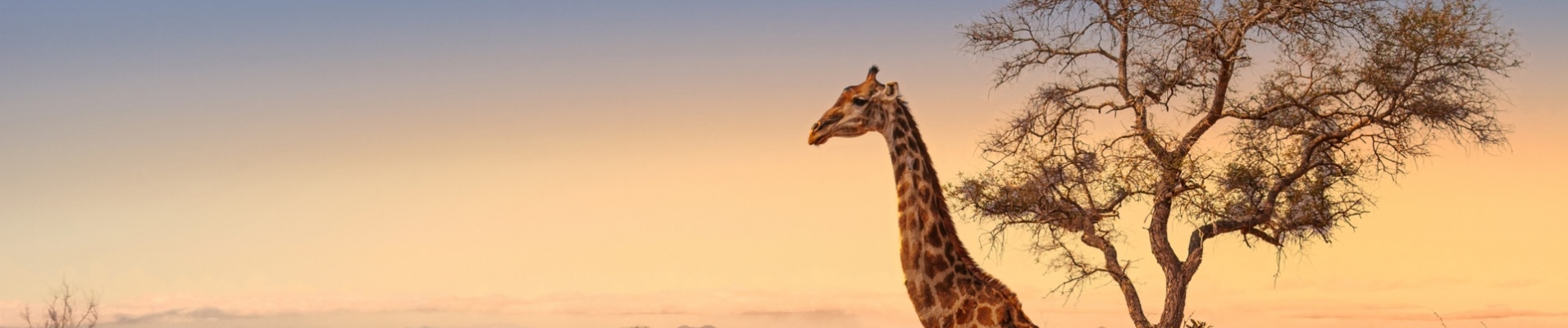 paysage-savane-kruger-girafe