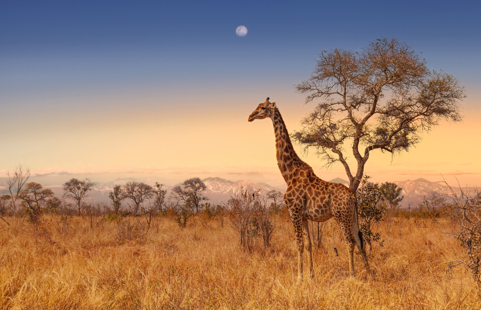 paysage-savane-kruger-girafe