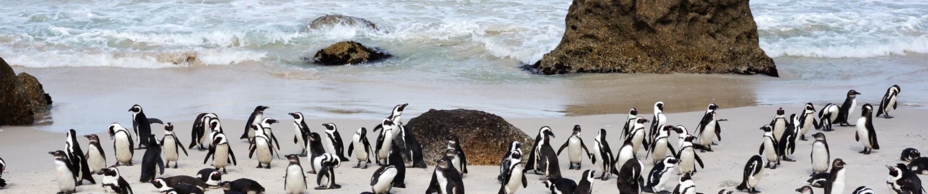 paysage-mer-plage-pingouins-le-cap