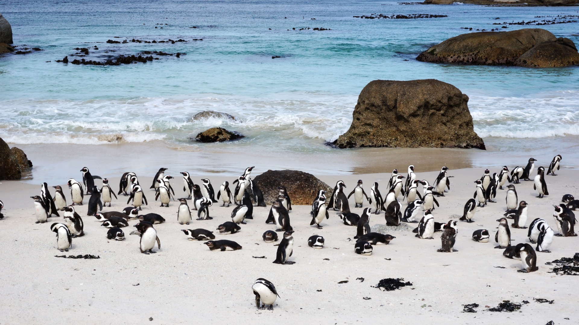 paysage-mer-plage-pingouins-le-cap