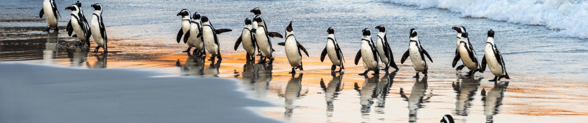 route-des-jardins-le-cap-pingouins