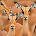 Impalas au Parc Kruger en Afrique du Sud