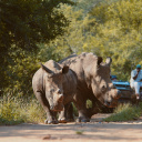 Rhinoceros dans la réserve de Karongwe en Afrique du Sud