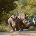 Rhinoceros dans la réserve de Karongwe en Afrique du Sud