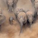 Eléphants au Parc Kruger en Afrique du Sud