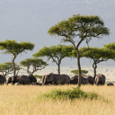 Eléphants - Afrique du sud
