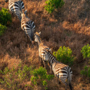 Zèbres Afrique du Sud