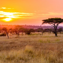 afrique-du-sud-kruger-park