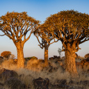 afrique-du-sud-paysage-arbre