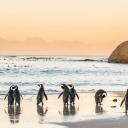 afrique-du-sud-pingouin