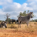 kruger-parc-national-zebre