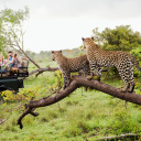 Safari Afrique du sud