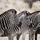Zébras dans le parc national Kruger