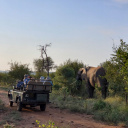 Karongwe safari