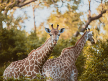 girafes-karongwe-afrique-du-sud