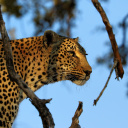 leopard-parc-kruger-afrique-du-sud