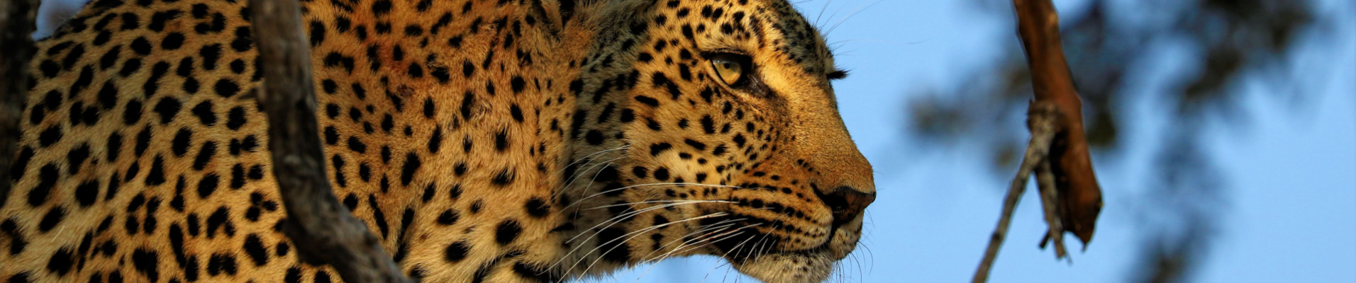 leopard-parc-kruger-afrique-du-sud