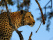 leopard-parc-kruger-afrique-du-sud
