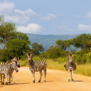 zebres-pac-kruger-afrique-du-sud