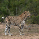 leopard-male-parc-national-kruger-afrique-du-sud