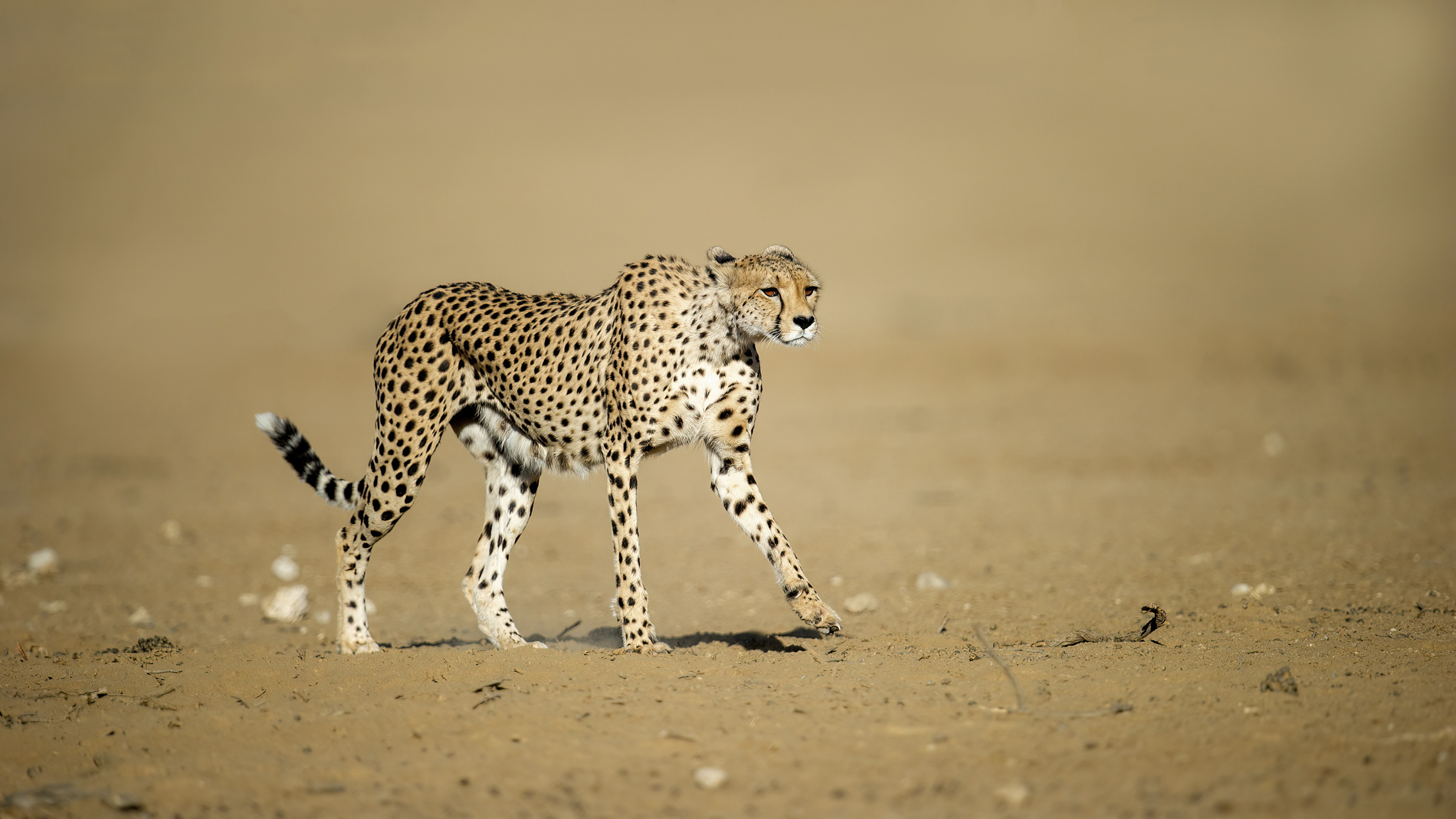 guepard-parc-kgalagadi-afrique-du-sud