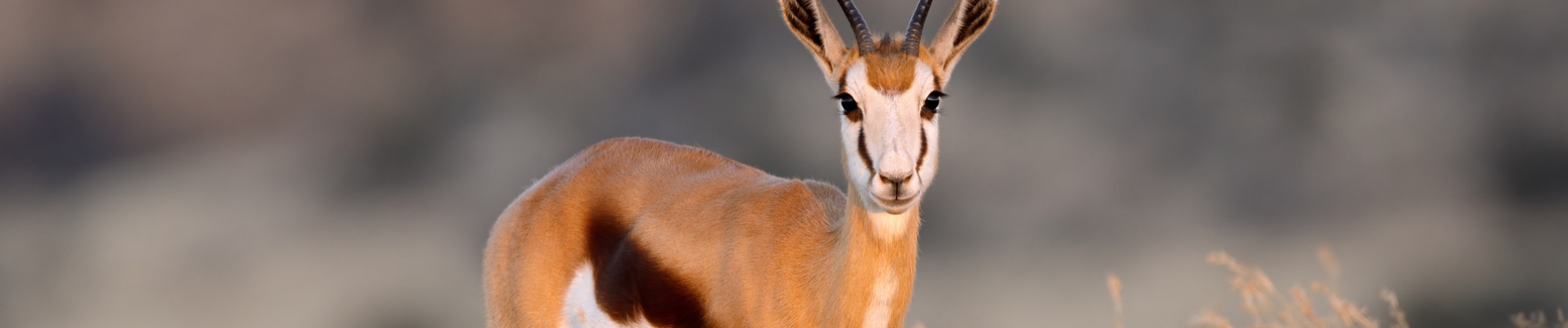 springbok-afrique-du-sud