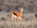 springbok-afrique-du-sud