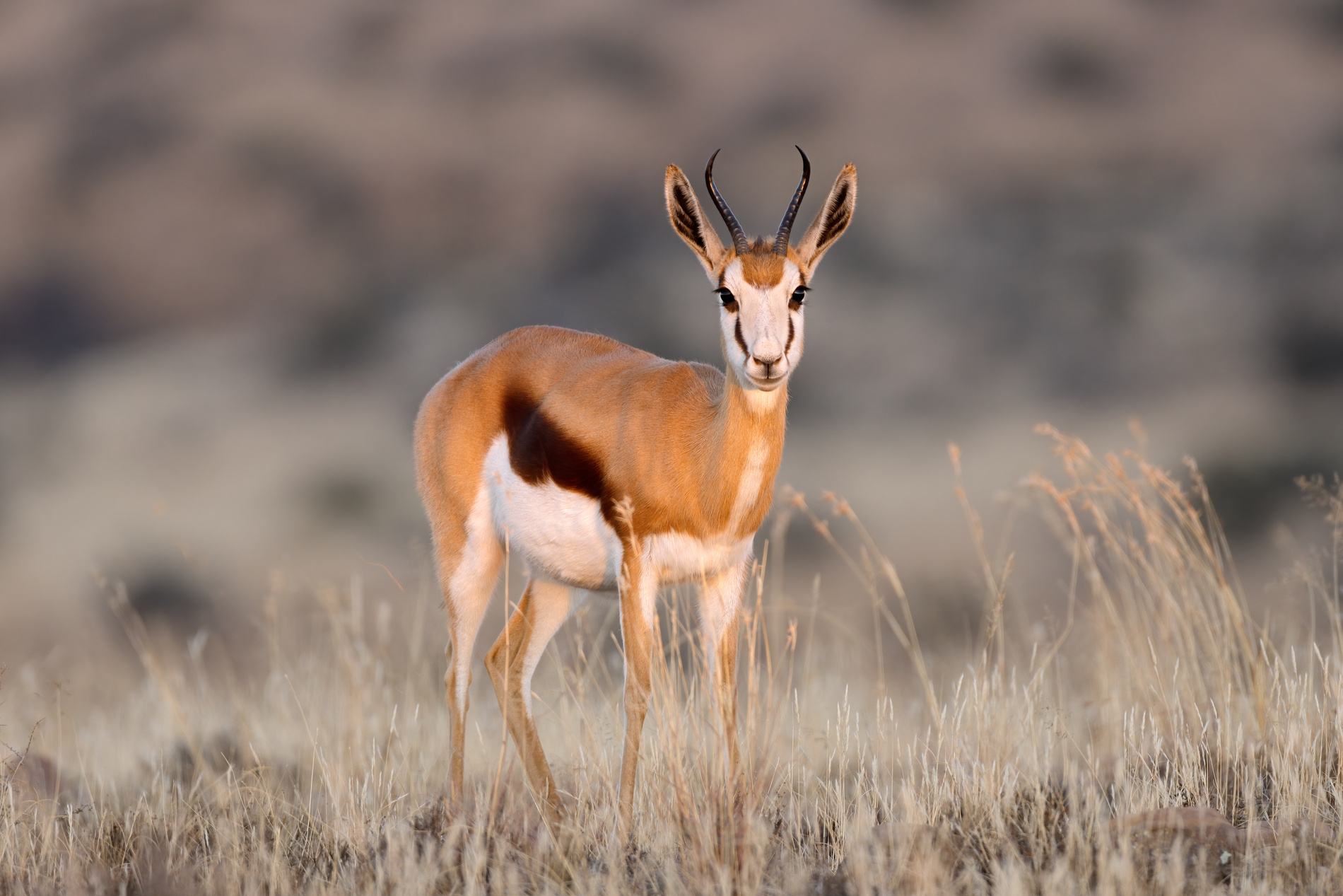 springbok-afrique-du-sud